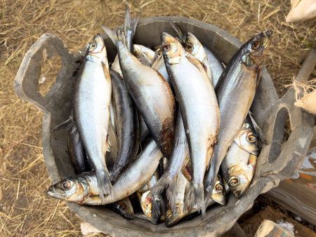 A large number of fish are in a bucket. The fish are all different sizes and colors. The bucket is made of wood and is sitting on the groundの写真素材