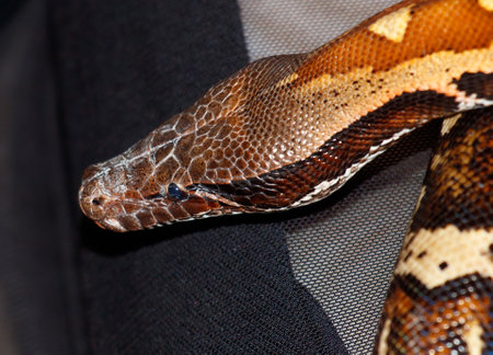 A large brown and black snake with a black head. The snake is laying on a black surface