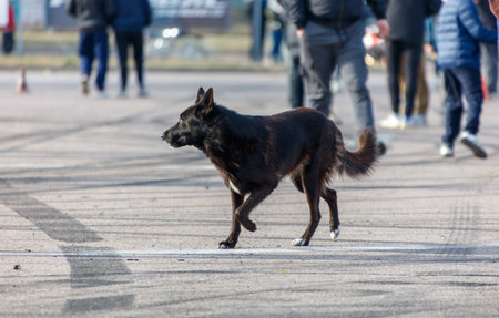 A black dog is running on the street with people walking behind it. The dog appears to be on a leash, but it is not being controlled by its owner. The scene is lively and bustlingの写真素材