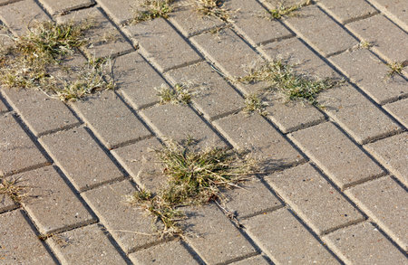 A brick walkway with weeds growing out of the cracks. The weeds are growing in the cracks between the bricks, giving the walkway a somewhat unkempt appearanceの写真素材