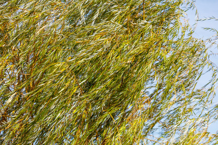 A tree with many branches and leaves blowing in the wind. The leaves are green and yellow. The sky is blue and clearの写真素材