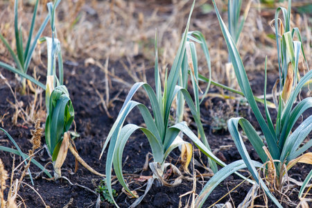 A field of plants with some of them looking dead. The plants are in a field with a brownish colorの写真素材