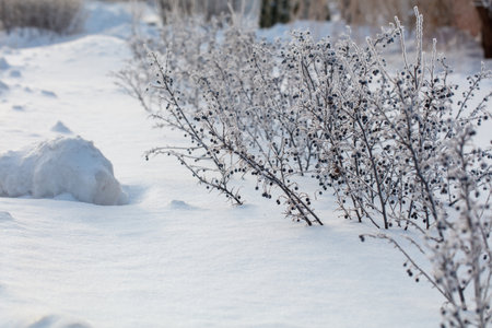 A cluster of black berries are covered in snow. The snow is white and fluffy