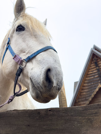 A white horse with a blue bridle is looking at the camera. The horse is standing in front of a wooden fenceの写真素材