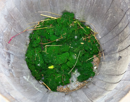 A wooden bucket filled with a mixture of green moss and brown twigs. The moss is thick and lush,...
