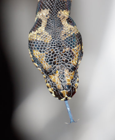 A snake with a long tongue sticking out of its mouth. The snake is brown and black