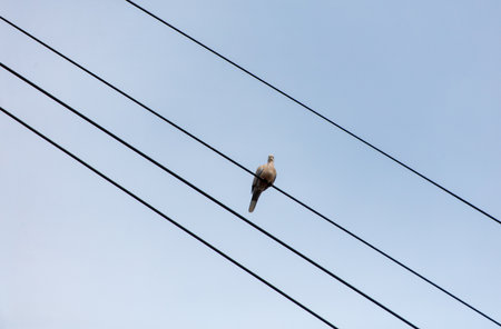 A pigeon is perched on a power line. The sky is clear and blue. Concept of freedom and peaceの写真素材