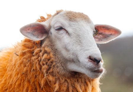 A sheep with a white face and brown wool. The sheep is looking away from the cameraの写真素材