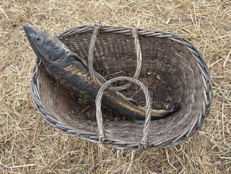 A fish is in a basket on the ground. The basket is old and the fish is blackの写真素材