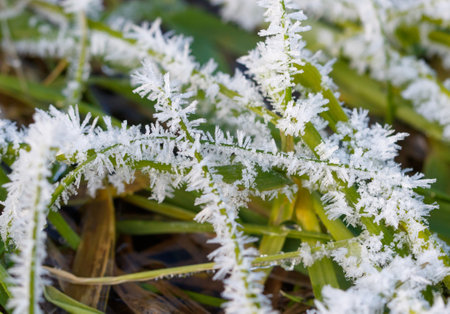 A field of grass covered in frost. The grass is covered in ice and snow, giving it a cold and desolate appearanceの写真素材