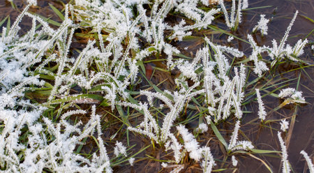 A field of grass covered in frost and snow. The grass is frozen and the water is murkyの写真素材