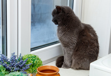 A cat is sitting by a window, looking out at the rain. The cat is sitting on a windowsill next to a potted plant and a vaseの写真素材