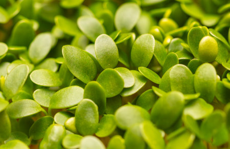 A close up of green leaves with a lot of moisture on them. The leaves are small and green, and they are arranged in a way that makes them look like they are growing together. The image has a peacefulの写真素材