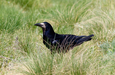 A black crow is standing in tall grass. The bird is looking to its leftの写真素材