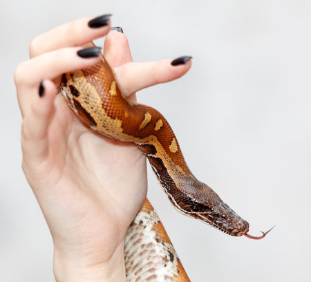 A person is holding a snake in their hand. The snake is brown and black, and it has a long tongue