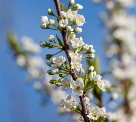 A tree with white flowers is in full bloom. The flowers are arranged in a spiral pattern, with some branches having more flowers than othersの写真素材