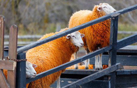 Three sheep are standing in front of a fence. One of the sheep is looking at the cameraの写真素材