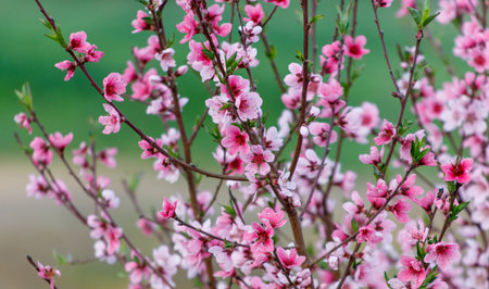 A tree with pink flowers is in a field. The flowers are in full bloom and are very prettyの写真素材