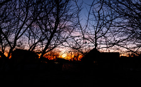 The sky is dark and the trees are bare. The sun is setting and the sky is orangeの写真素材