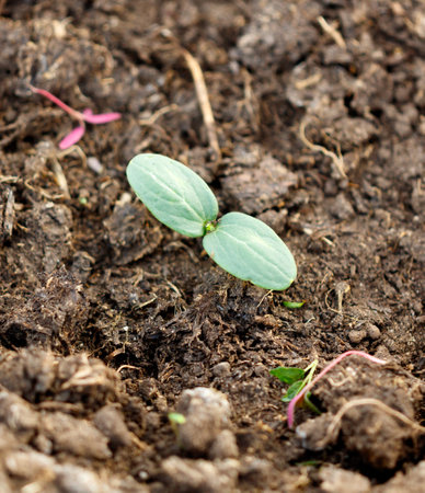 A small plant is growing in the dirt. The dirt is brown and the plant is greenの写真素材