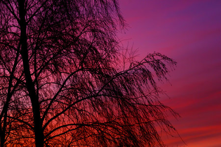 A tree with a purple sky in the background. The sky is a mix of pink and purple