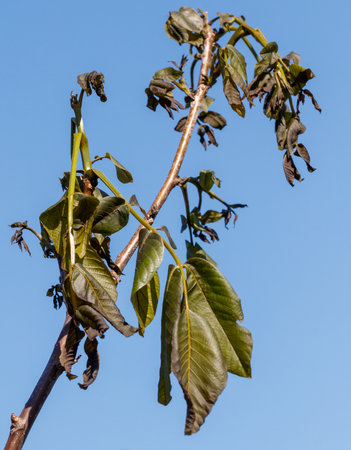 Leaves on walnut tree after frost against blue sky. Spring.