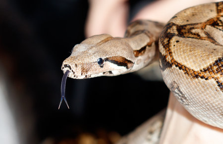 A snake with a long body and a black head. The snake is brown and white. It is laying on a person's...