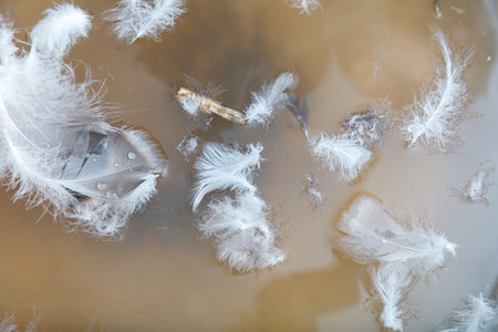 A pile of feathers floating in a murky brown liquid. The feathers are scattered all over the surface, with some of them being larger and others smaller. Scene is one of chaos and disarrayの写真素材