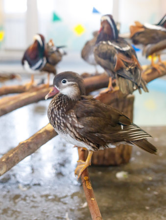 A small brown and white duck is perched on a branch. The duck is surrounded by other ducks, some of...