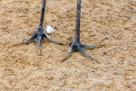 Two bird feet are shown on a sandy surface. Concept of calm and tranquility, as the birds are...