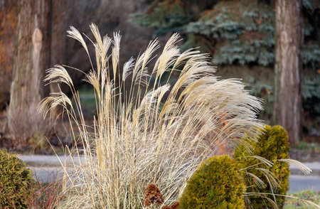 A field of tall grass with a few bushes in the background. The grass is dry and brown, giving the...