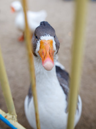 A duck with a pink beak is looking at the camera. The duck is in a cage with a yellow fenceの写真素材