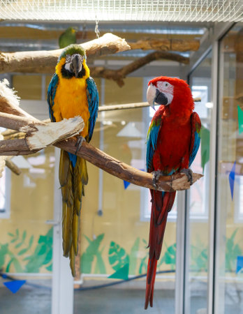 Two parrots are perched on a branch in a cage. One is yellow and blue, and the other is redの写真素材