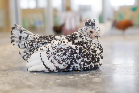 A small black and white chicken lays on a concrete floor. The chicken is laying on its back and he is relaxedの写真素材