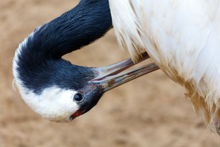 A bird with a black beak and white feathers is looking down at the ground. The bird's head is tilted to the side, and its beak is openの写真素材