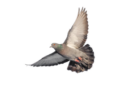 A pigeon is flying in the air with its wings spread out. The bird is in the middle of the sky and he is in motionの写真素材