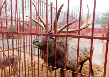 A deer with antlers is standing in a red cage. The cage is made of metal. The deer is looking at the camera and he is curiousの写真素材