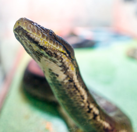 A large snake is looking at the camera. The snake is brown and black with yellow stripes. The snake is on a green surfaceの写真素材