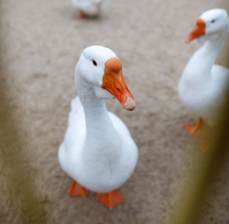 A white duck is standing in front of two other ducks. The duck is looking at the cameraの写真素材