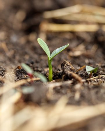 A small green plant is growing in the dirt. The plant is small and has a single leaf