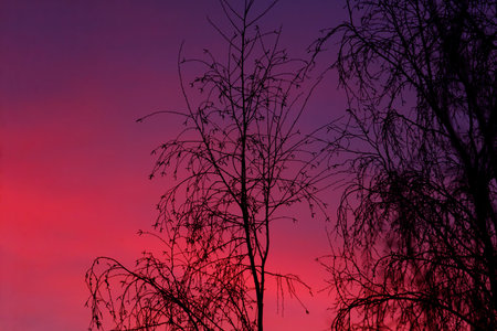 A tree with no leaves is silhouetted against a pink and purple sky. The sky is a purple deep color,...
