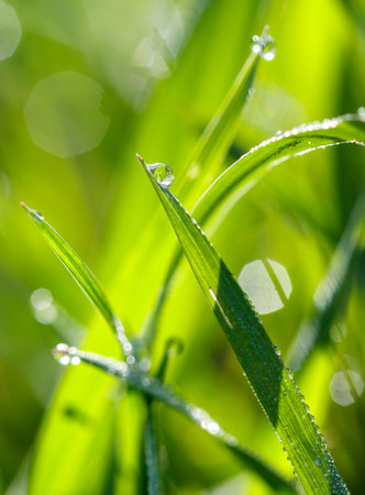 A close up of a green leaf with a drop of water on it. Concept of tranquility and calmness, as the droplet of water on the leaf seems to be suspended in mid-airの写真素材