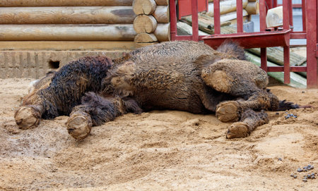 A baby camel laying on the ground in a dirt field. The camel is covered in mudの写真素材