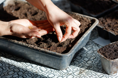 A person is planting seeds in a tray of dirt. The person is using their hands to place the seeds in...