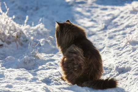 A cat is sitting in the snow, looking at the camera. The scene is quiet and peaceful, with the cat being the only living thing visible. The snow-covered ground and the cat's fur create a sense of calmの写真素材