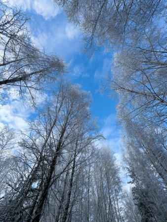 The sky is blue and the trees are bare. The trees are tall and the sky is clearの写真素材