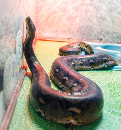 A snake is laying on the ground in front of a wall. The snake is long and has a blue and yellow patternの写真素材