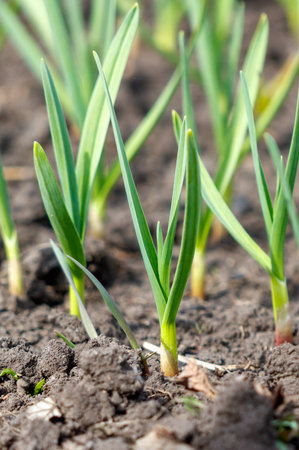 A bunch of green plants are growing in the dirt. The plants are small and are growing in a rowの写真素材