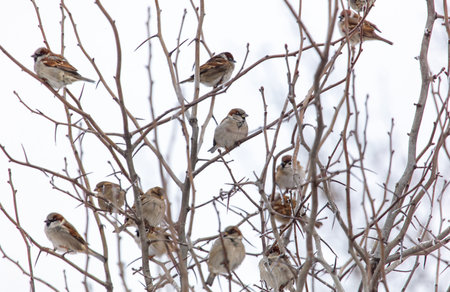A group of birds are sitting on a tree branch. The birds are of different sizes and colors. The scene is peaceful and serene, with the birds enjoying their time in the treeの写真素材