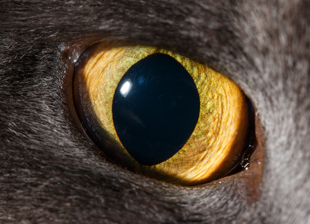 A cat's eye is shown in a close up. The eye is yellow and black, and the fur around it is gray. The eye is the main focus of the image, and it is looking straight aheadの写真素材
